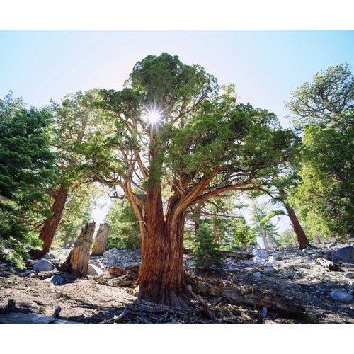 CA, Sierra Nevada Old-growth Juniper tree